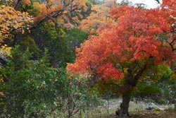 Fall Foliage 6 on 11/20/2011
