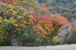 Fall Foliage 2 on 11/20/2011 