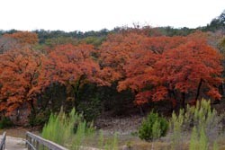 Fall Foliage 3 on 11/20/2011