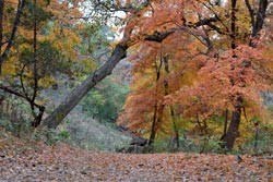 Fall Foliage 4 on 11/20/2011