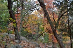Fall Foliage 5 on 11/20/2011