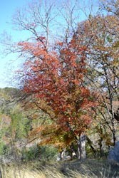 Fall Foliage 1 on 11/27/2011  