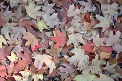 Fall Foliage 2 on 11/27/2011 