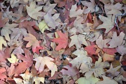 Fall Foliage 2 on 11/27/2011 