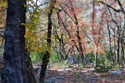 Fall Foliage 3 on 11/27/2011