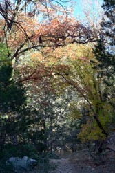 Fall Foliage 4 on 11/27/2011