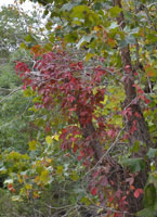 Fall Foliage 5 on 10/22-23/2011, Virginia Creeper vine