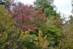 Fall Foliage 1 on 10/22-23/2011  