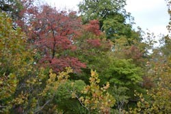 Fall Foliage 1 on 10/22-23/2011  