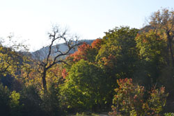 Fall Foliage 5 on 10/31/2011