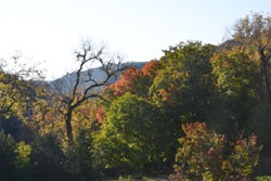 Fall Foliage 5 on 10/31/2011