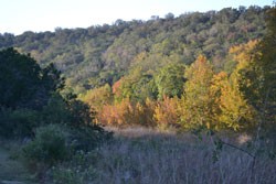Fall Foliage 1 on 10/31/2011  