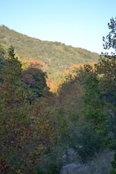 Fall Foliage 2 on 10/31/2011 