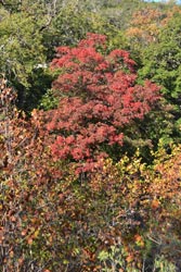 Fall Foliage 3 on 10/31/2011