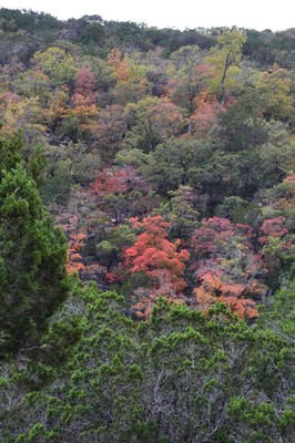Fall Foliage 2 on 11/05/2012 (600x400)