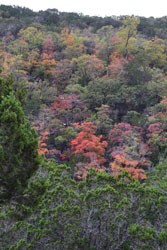 Fall Foliage 2 on 11/05/2012 (250x167) 