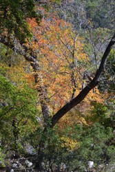 Fall Foliage 3 on 11/05/2012 (250x167)