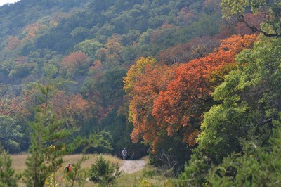 Fall Foliage 4 on 11/05/2012 (600x400)
