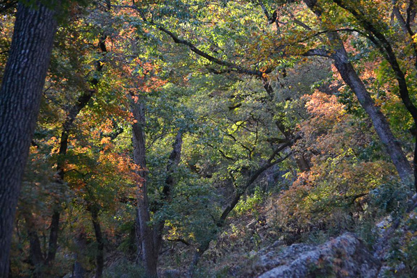 Fall Foliage 1 on 11/12/2012 (600x400)