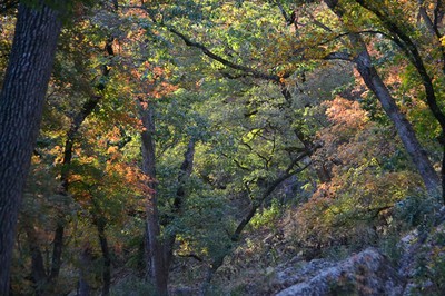 Fall Foliage 1 on 11/12/2012 (600x400)