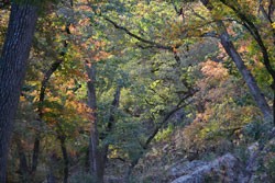 Fall Foliage 1 on 11/12/2012 (250x167)
