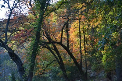 Fall Foliage 2 on 11/12/2012 (600x400)