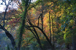 Fall Foliage 2 on 11/12/2012 (250x167) 