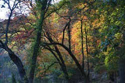 Fall Foliage 2 on 11/12/2012 (250x167) 