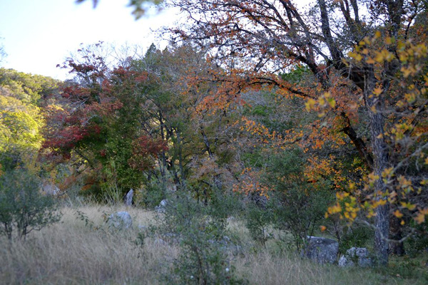 Fall Foliage 3 on 11/12/2012 (600x400)