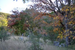 Fall Foliage 3 on 11/12/2012 (250x167)