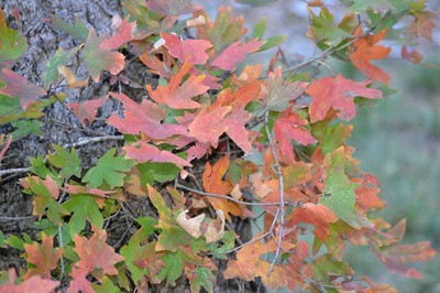 Fall Foliage 4 on 11/12/2012 (600x400)
