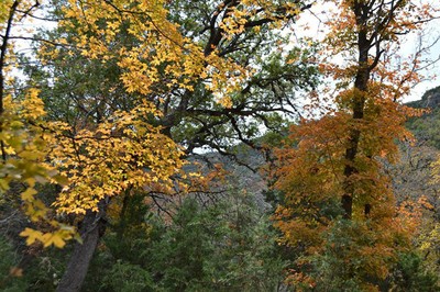 Fall Foliage 1 on 11/19/2012 (600x400)