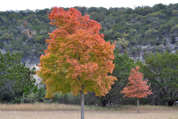 Fall Foliage 2 on 11/19/2012 (600x400)
