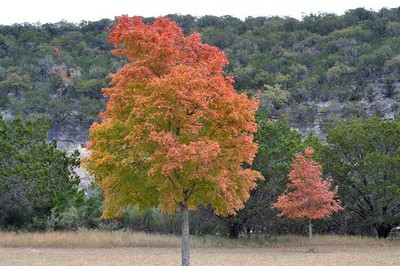 Fall Foliage 2 on 11/19/2012 (600x400)