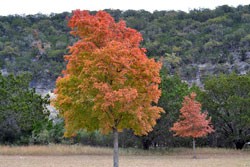 Fall Foliage 2 on 11/19/2012 (250x167) 