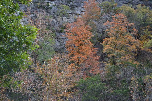 Fall Foliage 3 on 11/19/2012 (600x400)