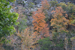 Fall Foliage 3 on 11/19/2012 (250x167)