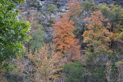 Fall Foliage 3 on 11/19/2012 (250x167)
