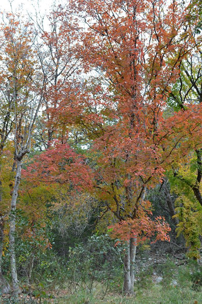 Fall Foliage 4 on 11/19/2012 (400x600)
