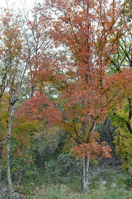 Fall Foliage 4 on 11/19/2012 (400x600)