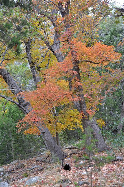 Fall Foliage 5 on 11/19/2012 (400x600)