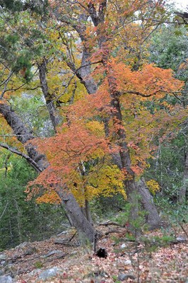 Fall Foliage 5 on 11/19/2012 (400x600)