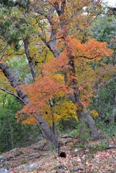 Fall Foliage 5 on 11/19/2012 (167x250) 