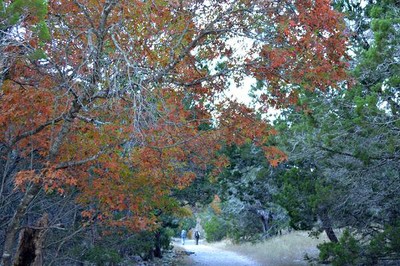 Fall Foliage 1 on 11/27/2012 (600x400)