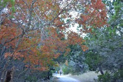 Fall Foliage 1 on 11/27/2012 (250x167)