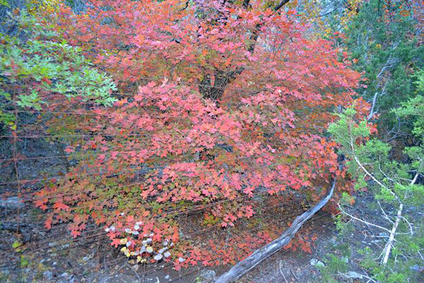 Fall Foliage 2 on 11/27/2012 (600x400)