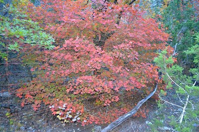 Fall Foliage 2 on 11/27/2012 (600x400)