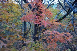 Fall Foliage 3 on 11/27/2012 (250x167)