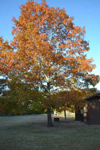 Fall Foliage 4 on 11/27/2012 (400x600)