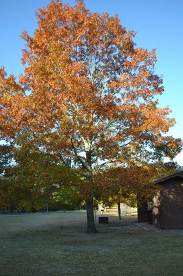 Fall Foliage 4 on 11/27/2012 (400x600)